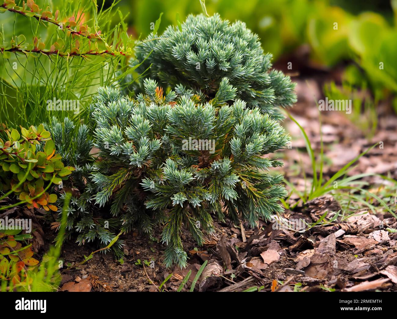 Juniperus squamata, conifer, evergreen plant, ornamental shrub in natural habitat close-up on, against other plants Stock Photo