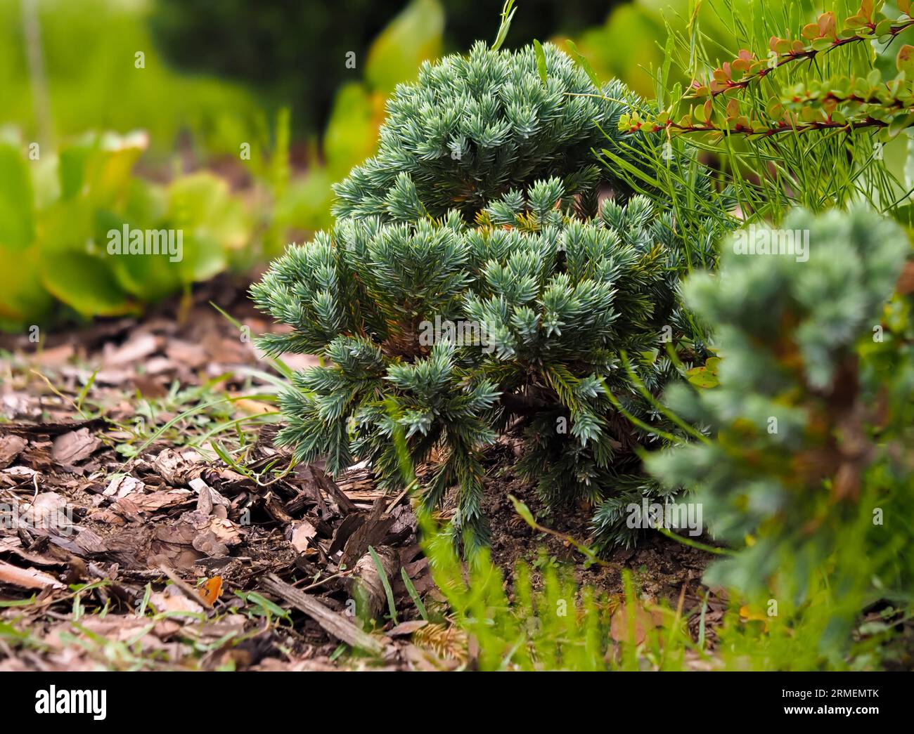 Juniperus squamata, conifer, evergreen plant, ornamental shrub in natural habitat close-up on, against other plants Stock Photo