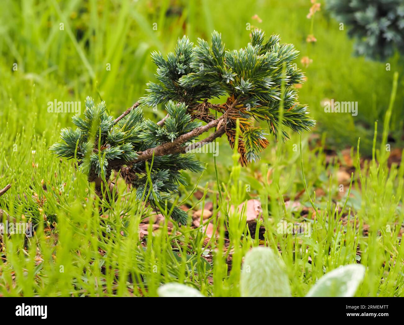 Pinus mugo Turra, mountain pine, blackhorse, dwarf mountain pine variety in natural habitat, young twisted shoot, on a blurred background close-up Stock Photo