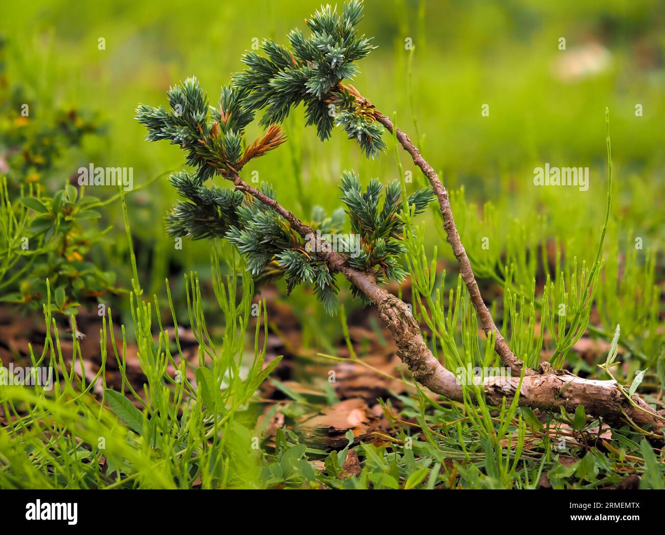 Pinus mugo Turra, mountain pine, blackhorse, dwarf mountain pine variety in natural habitat, young twisted shoot, on a blurred background close-up Stock Photo