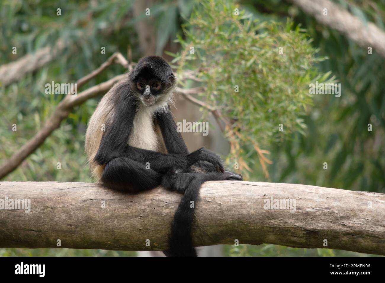 The spider monkey has thumbless hands, this lanky potbellied primate can move swiftly through the trees, using its long tail as a fifth limb. Stock Photo