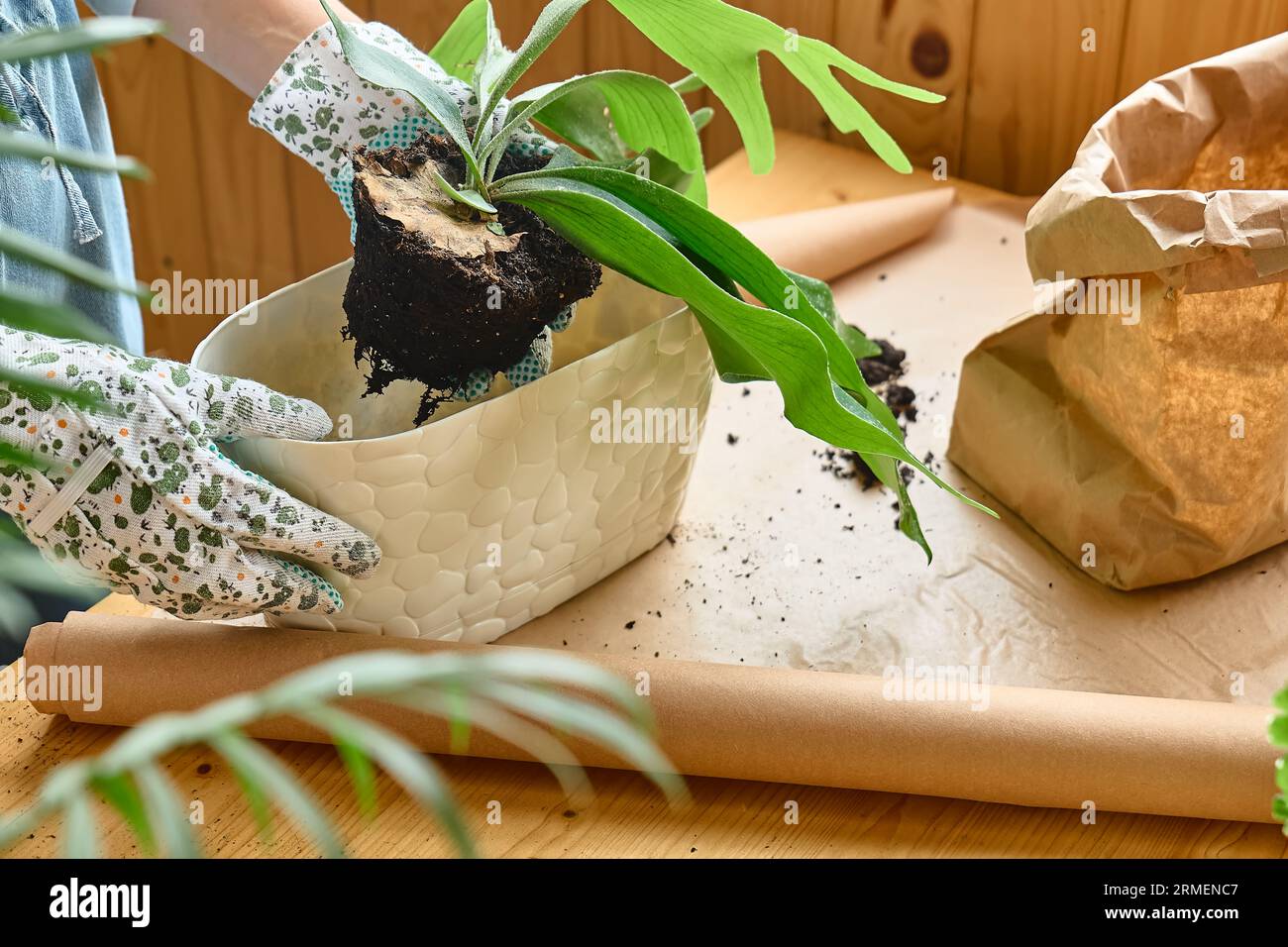 Staghorn fern pot hi-res stock photography and images - Alamy