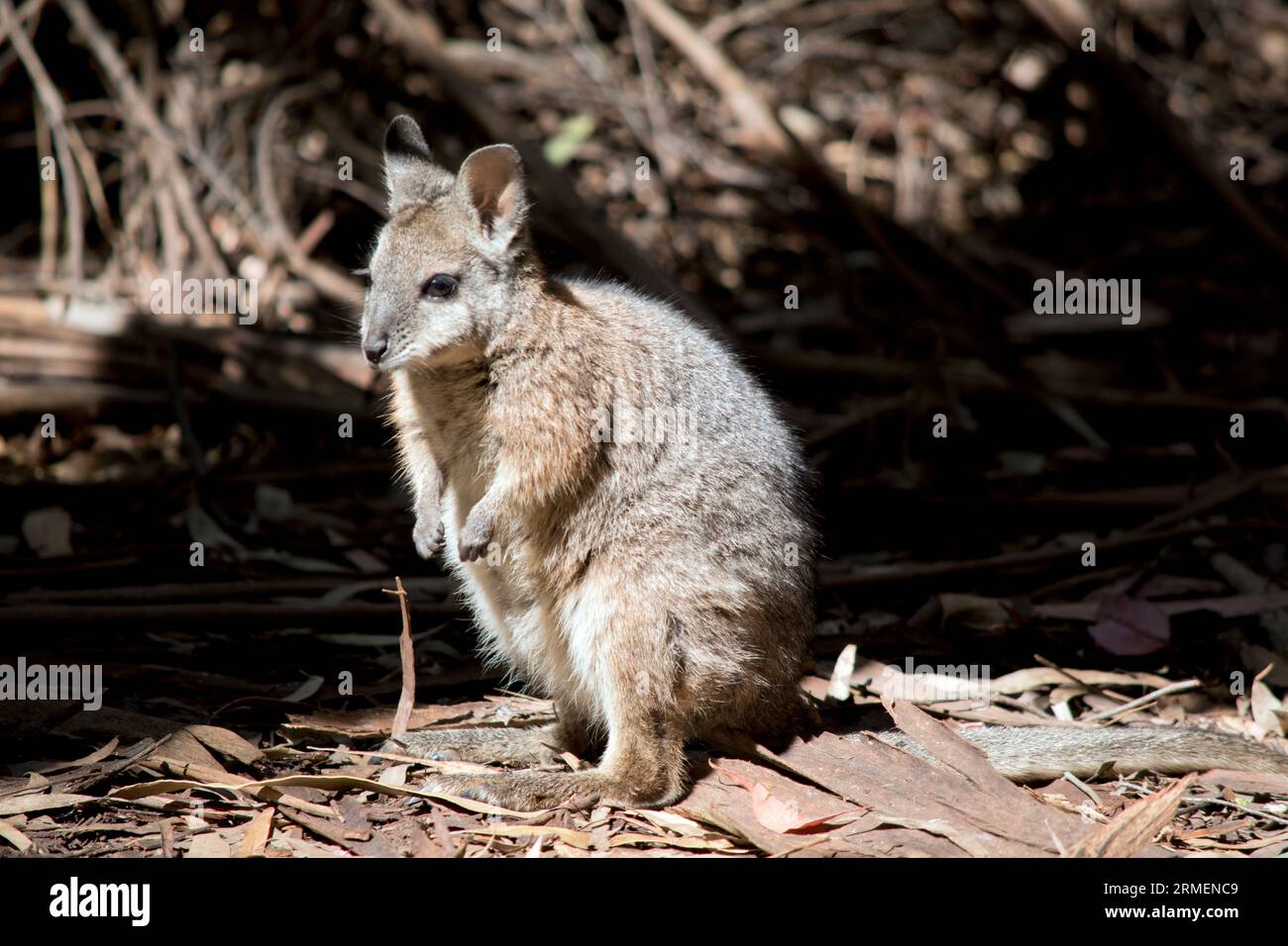 the tammar wallaby has a grey body with tan arms and a white stripe on its face.  It has a black nose and long eyelashes Stock Photo