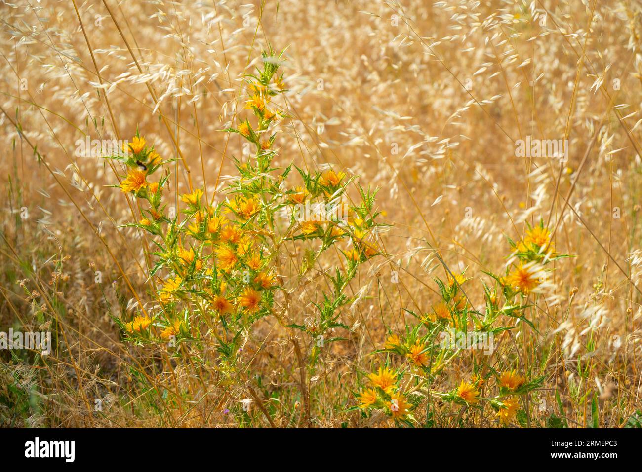 Yellow thistle flowers among ears. Stock Photo
