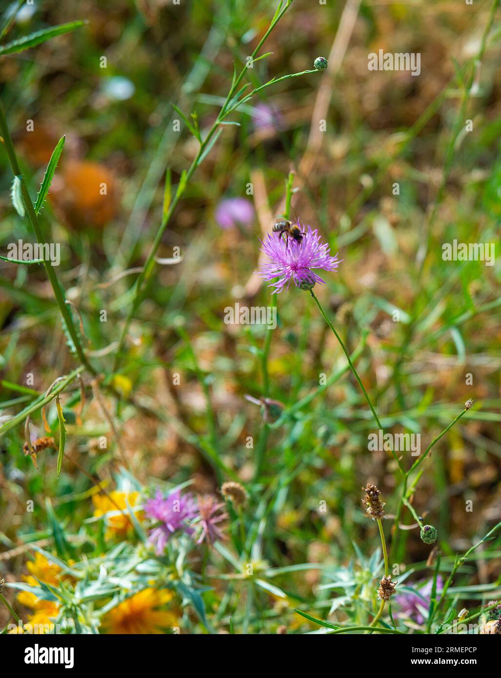 Pollinating wild flowers hi-res stock photography and images - Alamy