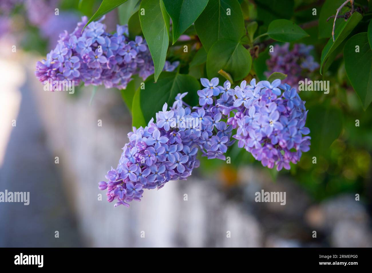 Fondo lila hi-res stock photography and images - Alamy