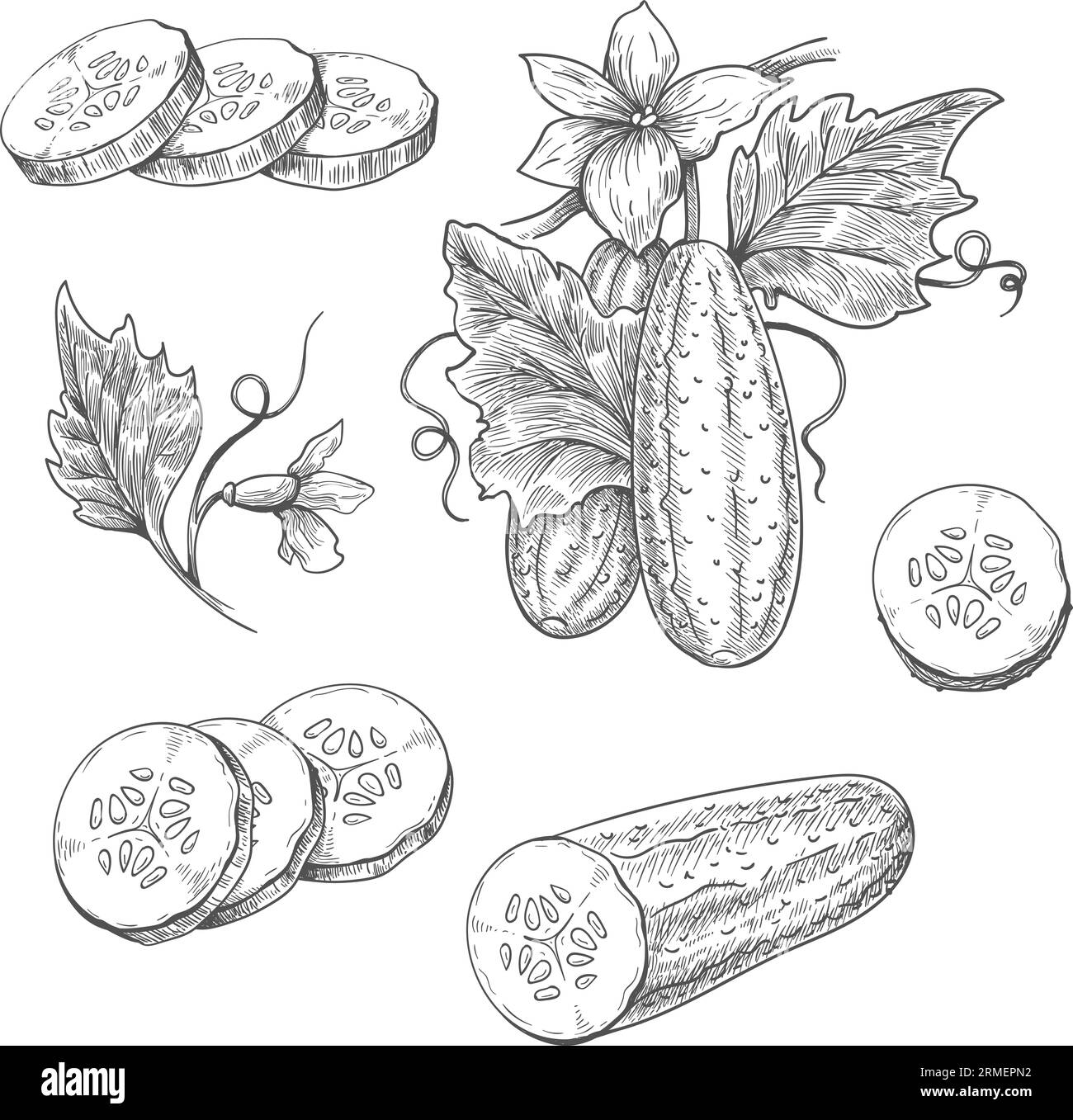 Cucumbers pickle etching sketch Stock Vector Image & Art Alamy