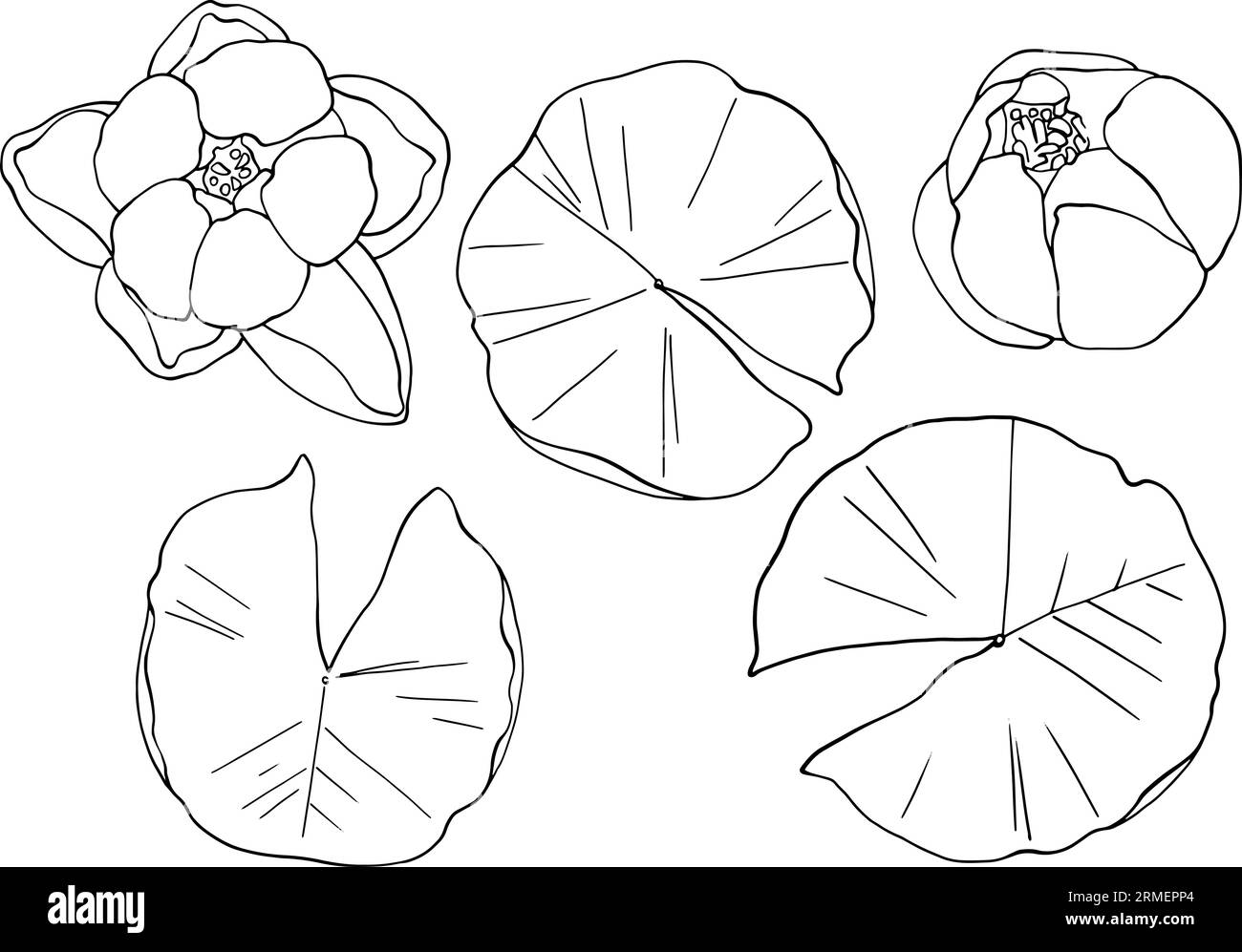 A set of water lilies with leaves, top view. Separate elements on a white background. Linear freehand drawing, vector. For high quality printing on clothing and objects. From the ZODIAC collection. Vector illustration Stock Vector