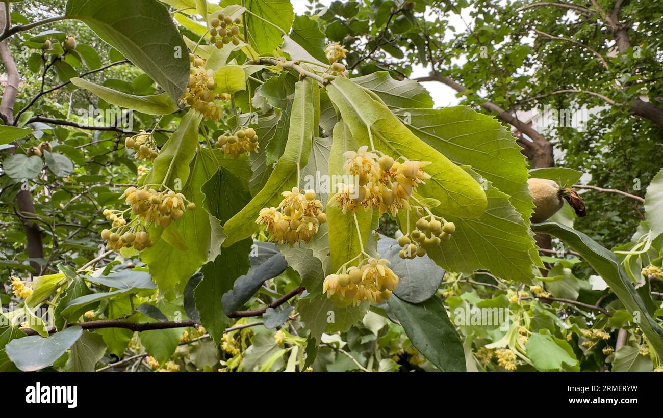 Linden. Fresh linden seeds growing on tree branch Stock Photo Alamy
