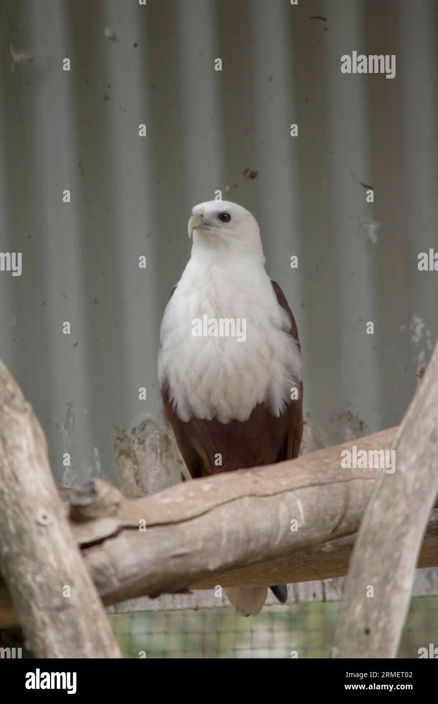 the brahminy kite has a white face and neck with brown wings Stock Photo