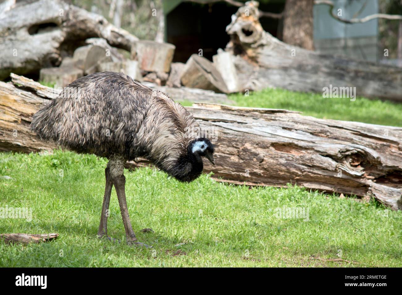 The Australian emu is eating grass  in a field Stock Photo