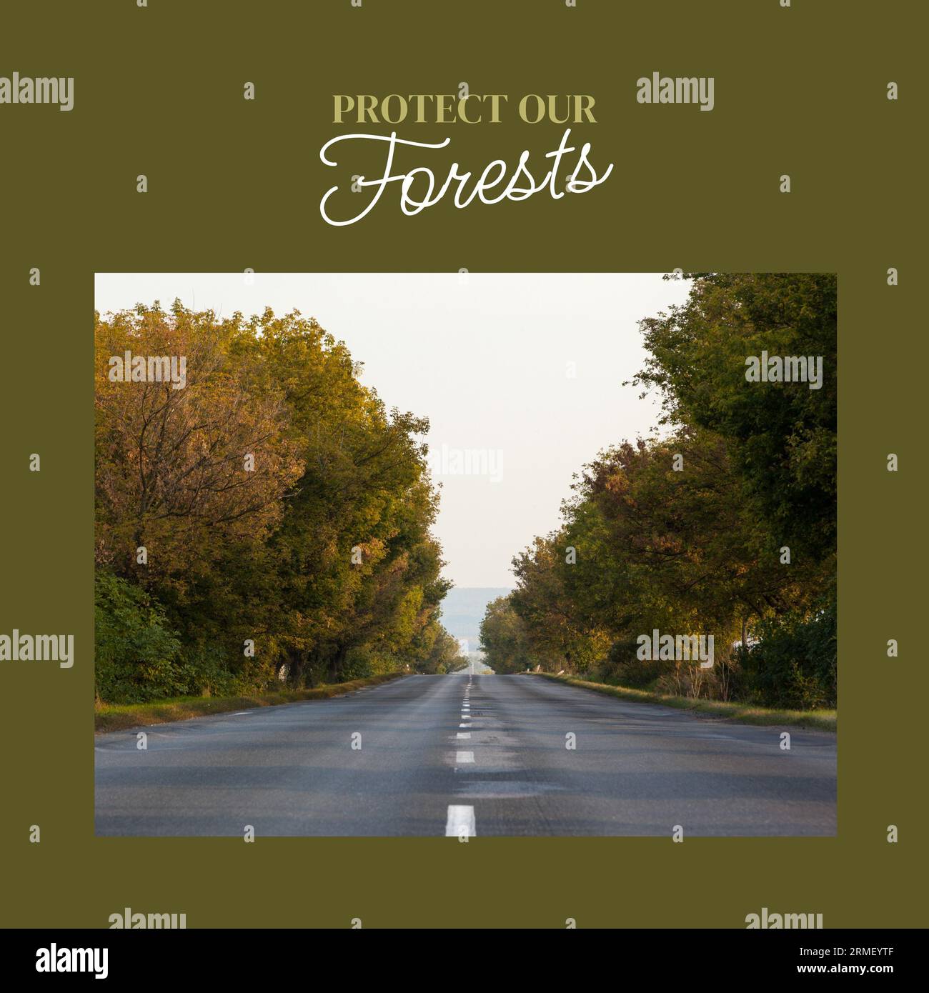 Composite of protect our forests text and diminishing perspective of road amidst trees in woods Stock Photo