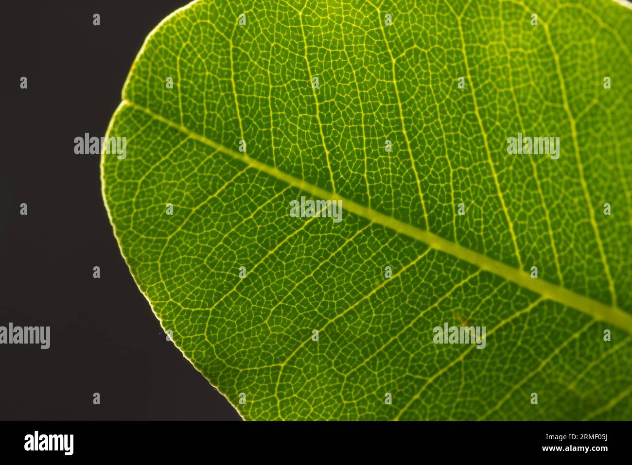 Micro close up of green leaf and copy space on grey background Stock ...