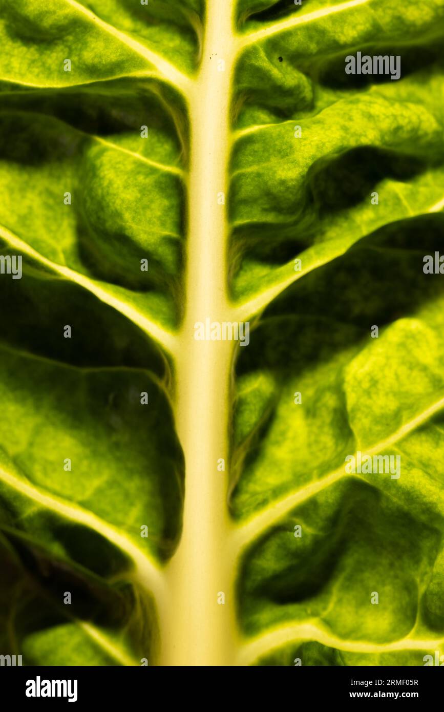 Micro close up of green leaf and copy space Stock Photo - Alamy