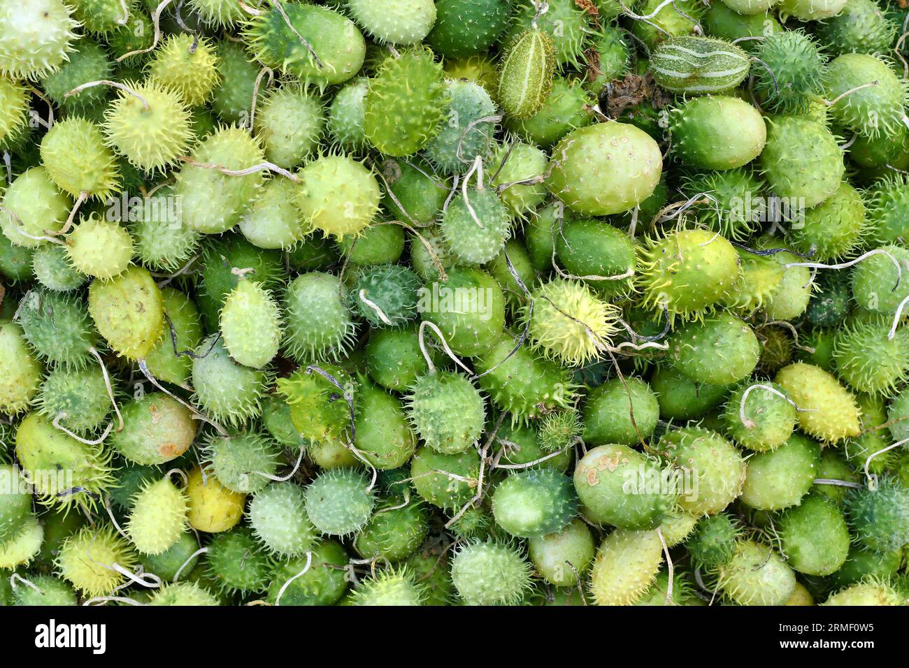 Many small ornamental green wild cucumber gourds with thorns. Botanic name 'Echinocystis Lobata' Stock Photo