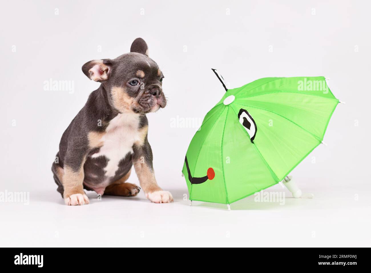 Blue Tan French Bulldog dog puppy with funny frog umbrella Stock Photo