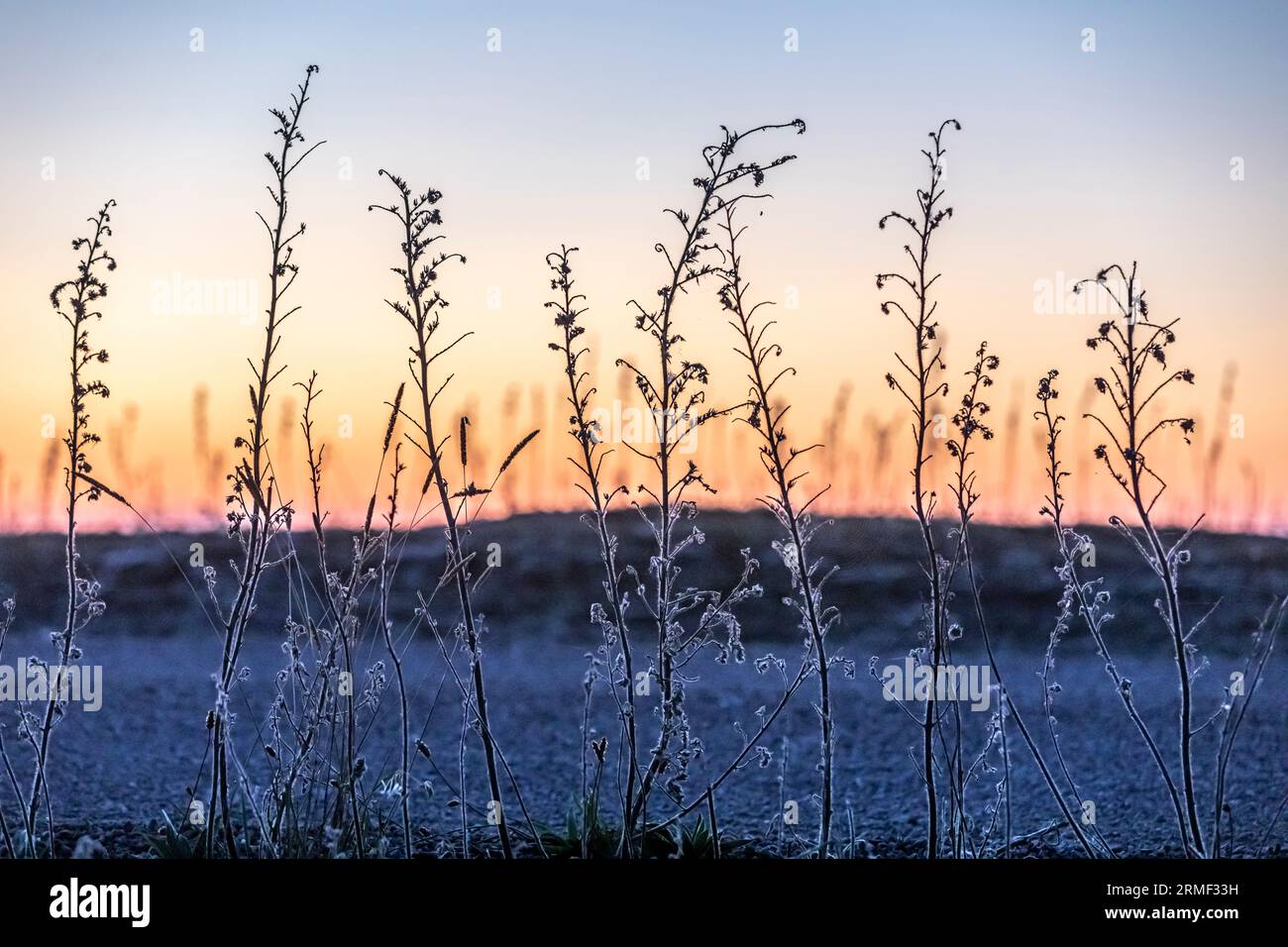 Frost covered plant sunset hi-res stock photography and images - Alamy