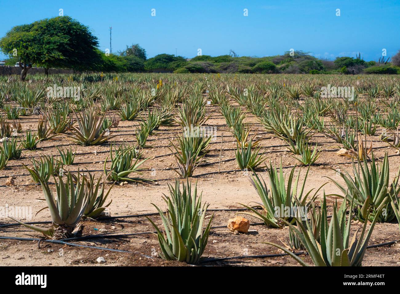 aloe vera yogurt Fa Bar Soap Yogurt Aloe Vera main image 0