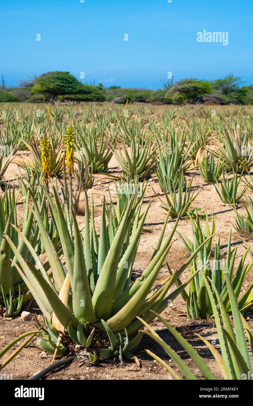 Aruba aloe vera hi-res stock photography and images - Alamy