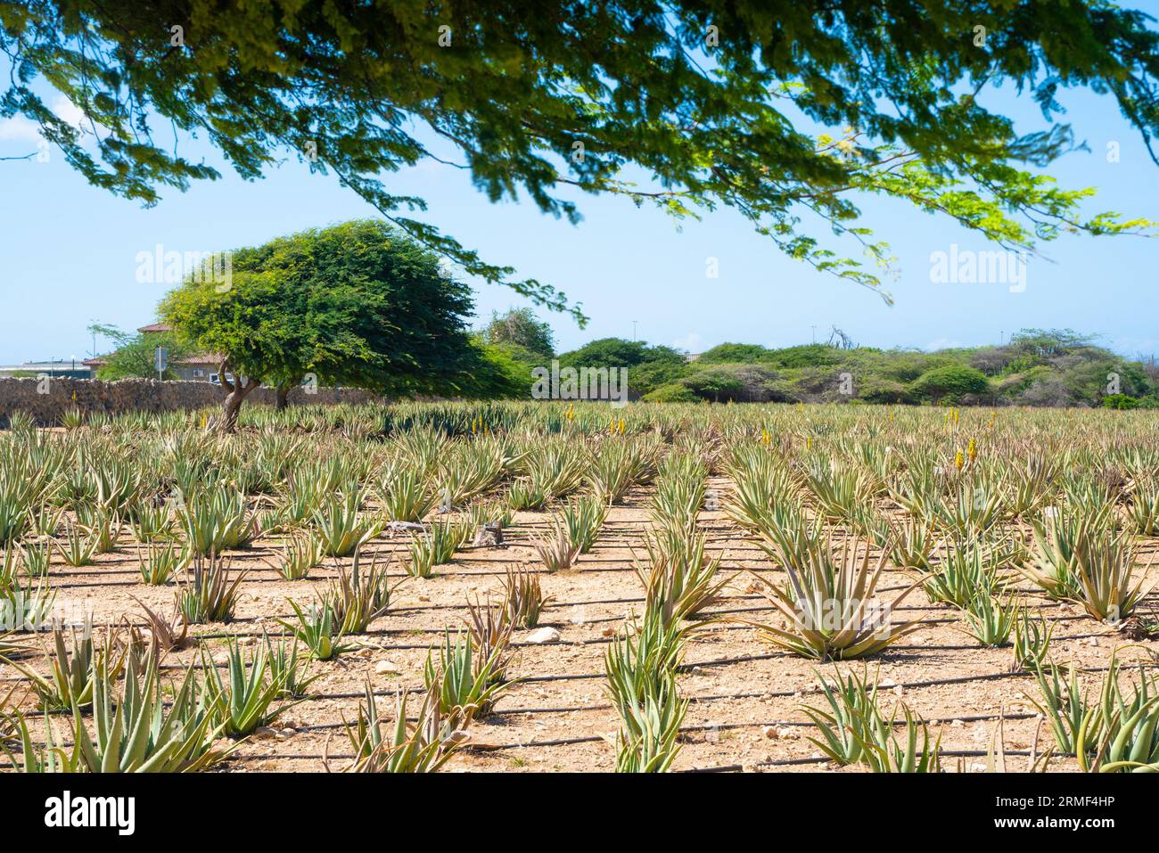 Aruba aloe vera hi-res stock photography and images - Alamy