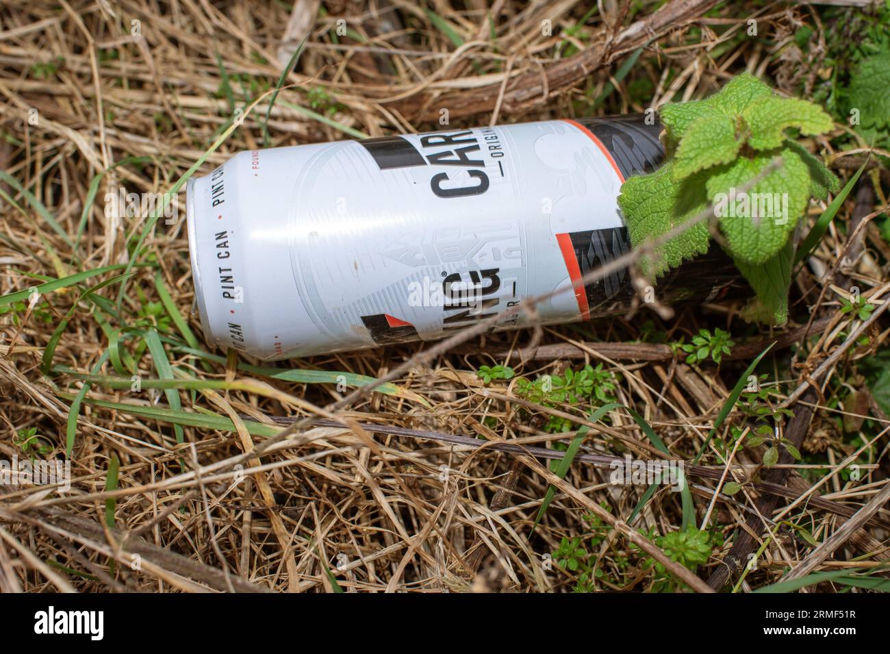 Discarded Empty Beer Can UK Stock Photo
