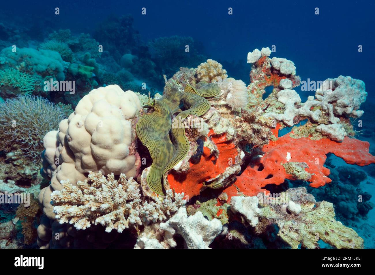 Maxima giant clam (Tridacna maxima) on corals and red boring sponge.  Egypt, Red Sea. Stock Photo