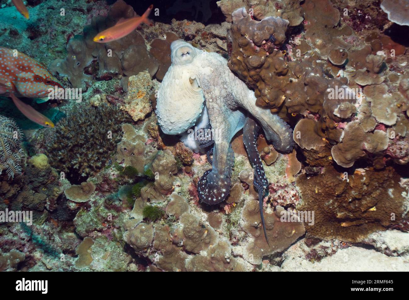 Day octopus (Octopus cyanea) hunting over corals with a Coral hind (Cephalopholis miniata