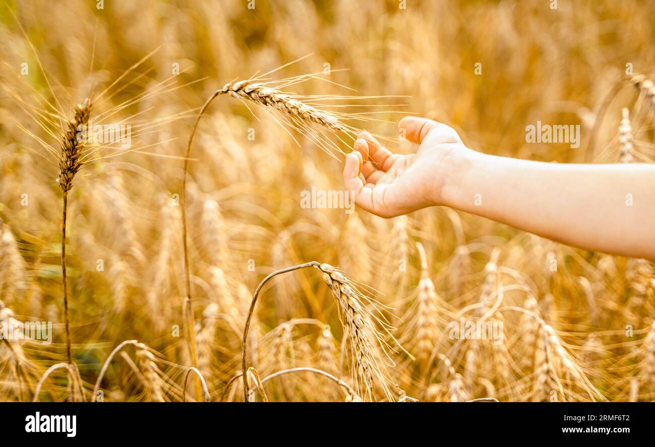 Happy girl walks in beautiful wheat field, embracing summer's yellow sun, nature freedom outdoors. White dress, straw hat, surrounded by rye, barley. Stock Photo