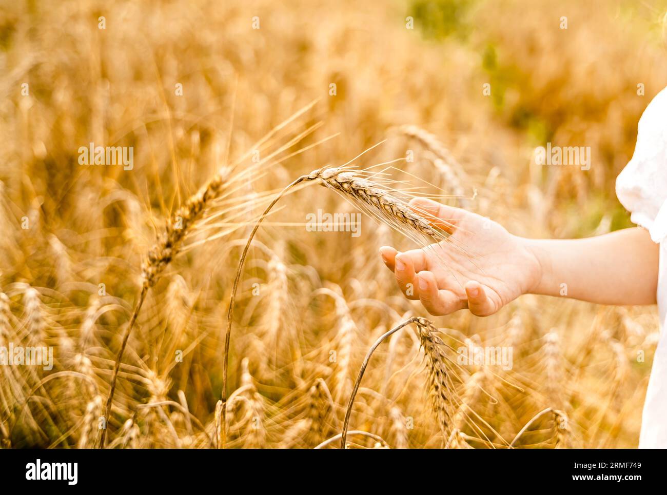 Happy girl walks in beautiful wheat field, embracing summer's yellow sun, nature freedom outdoors. White dress, straw hat, surrounded by rye, barley. Stock Photo