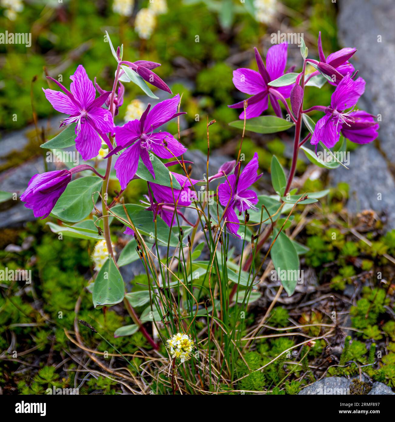 Dwarf Fireweed, Epilobium latifolium, summer beauty of Knik Glacier Stock Photo