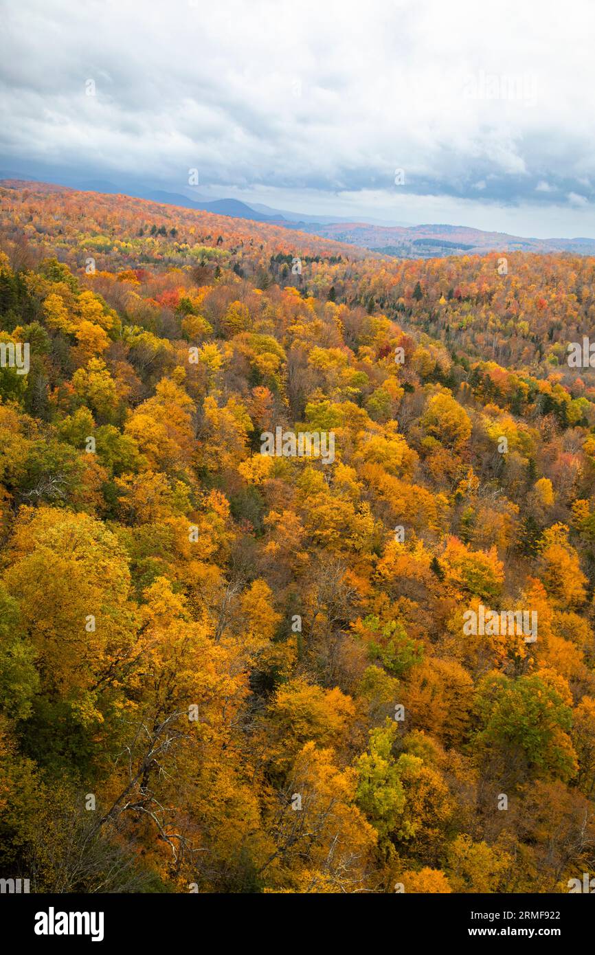 Nichols Pond Forest seen from above in Autumn, Hardwick, Vermont, USA Stock Photo