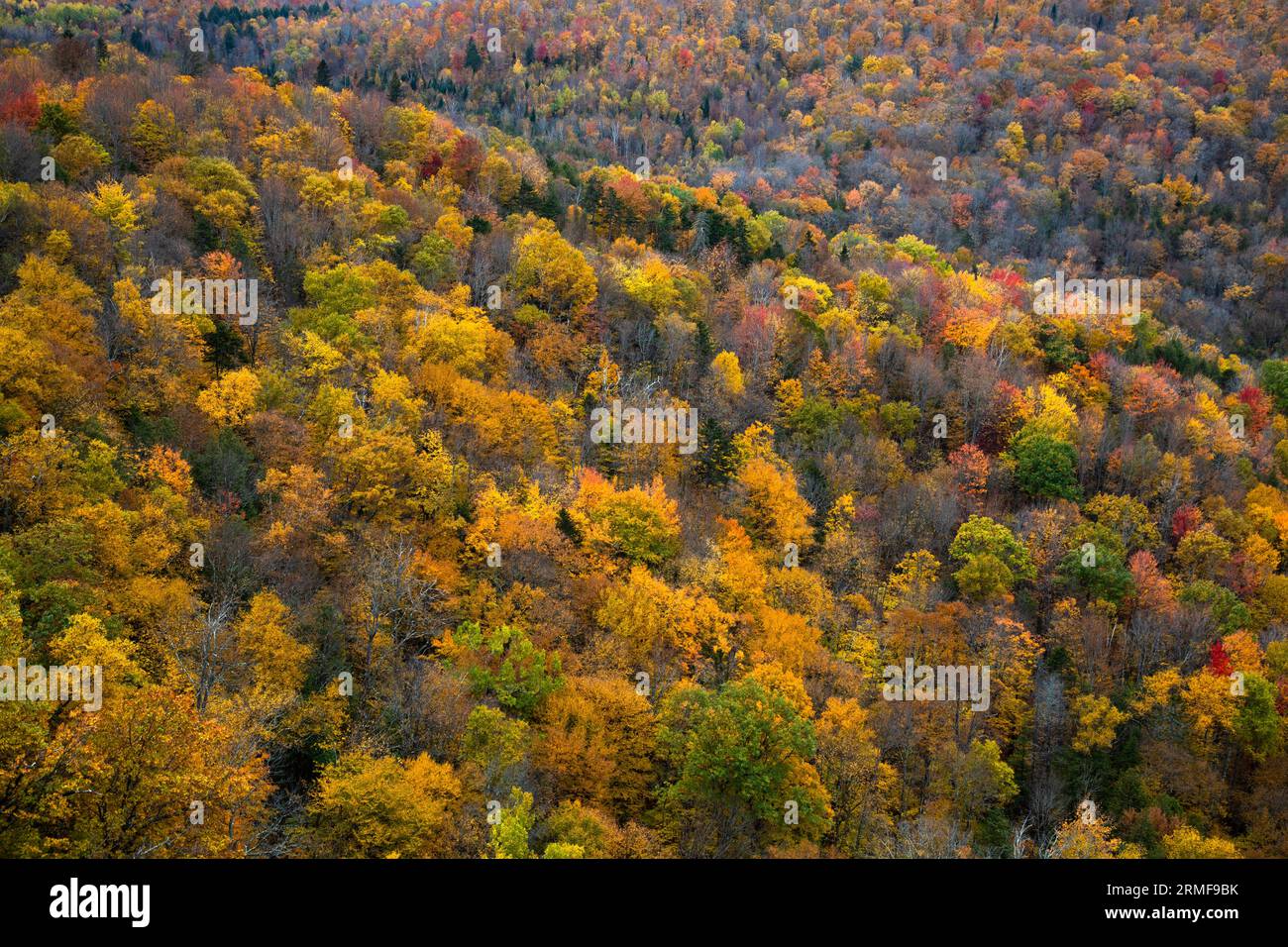 Nichols Pond Forest seen from above in Autumn, Hardwick, Vermont, USA Stock Photo