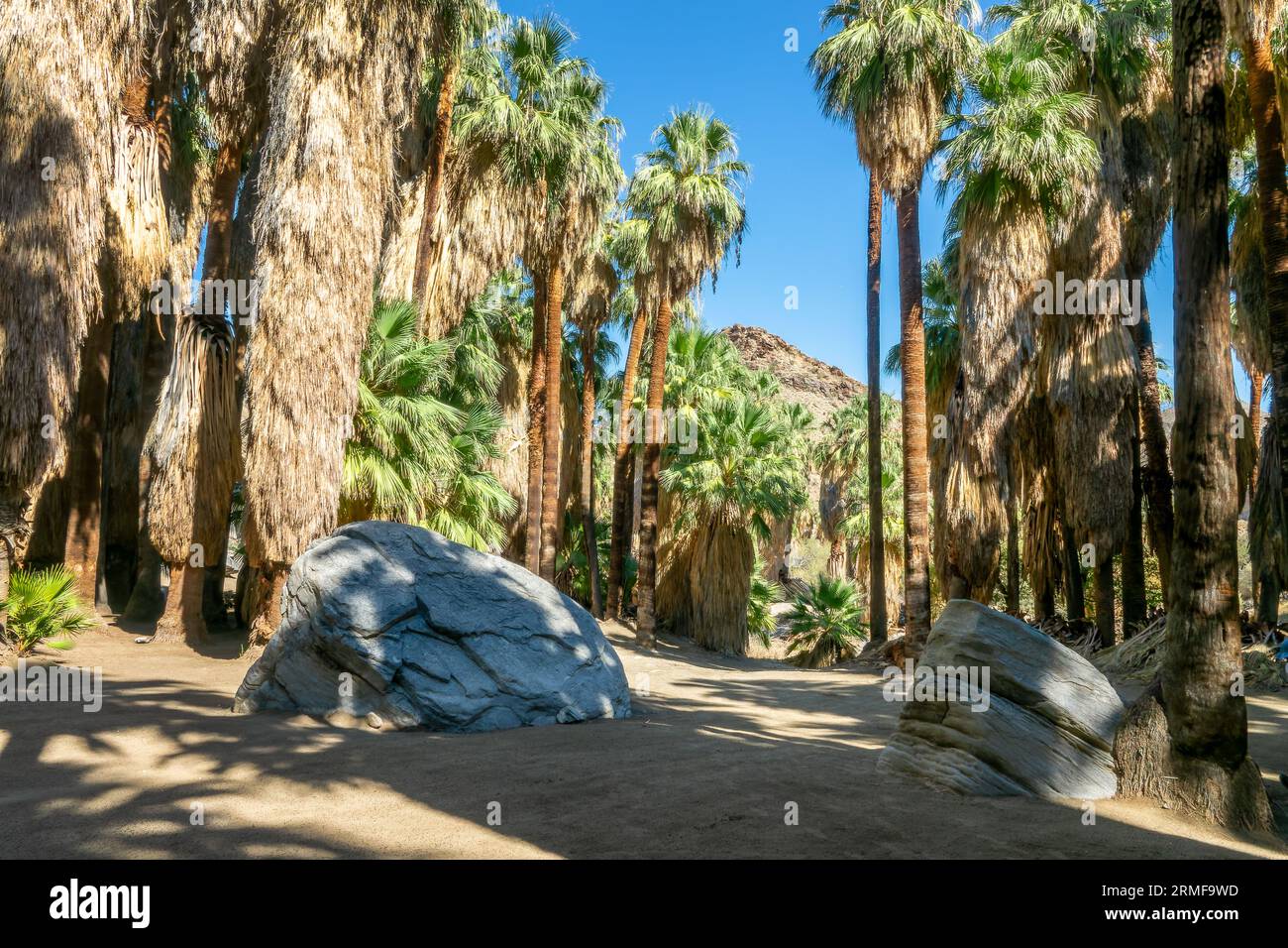 Hiking trail in Indian Canyons, Palm Springs, California Stock Photo