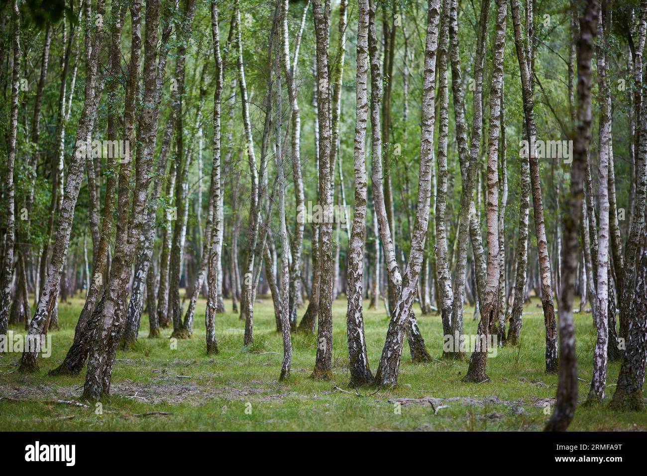 Beautiful birch forest hi-res stock photography and images - Alamy