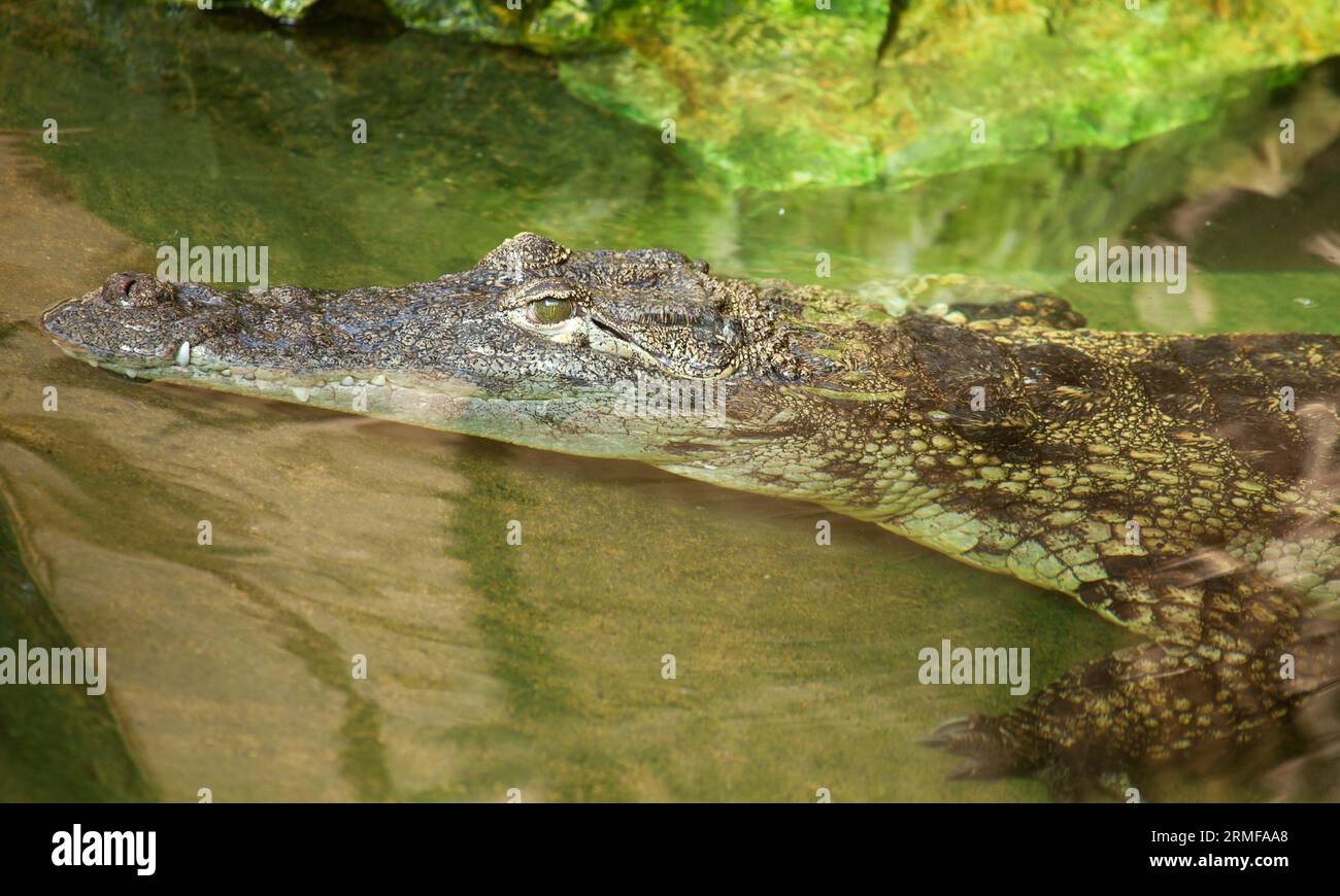 Nile crocodile in ambush Stock Photo