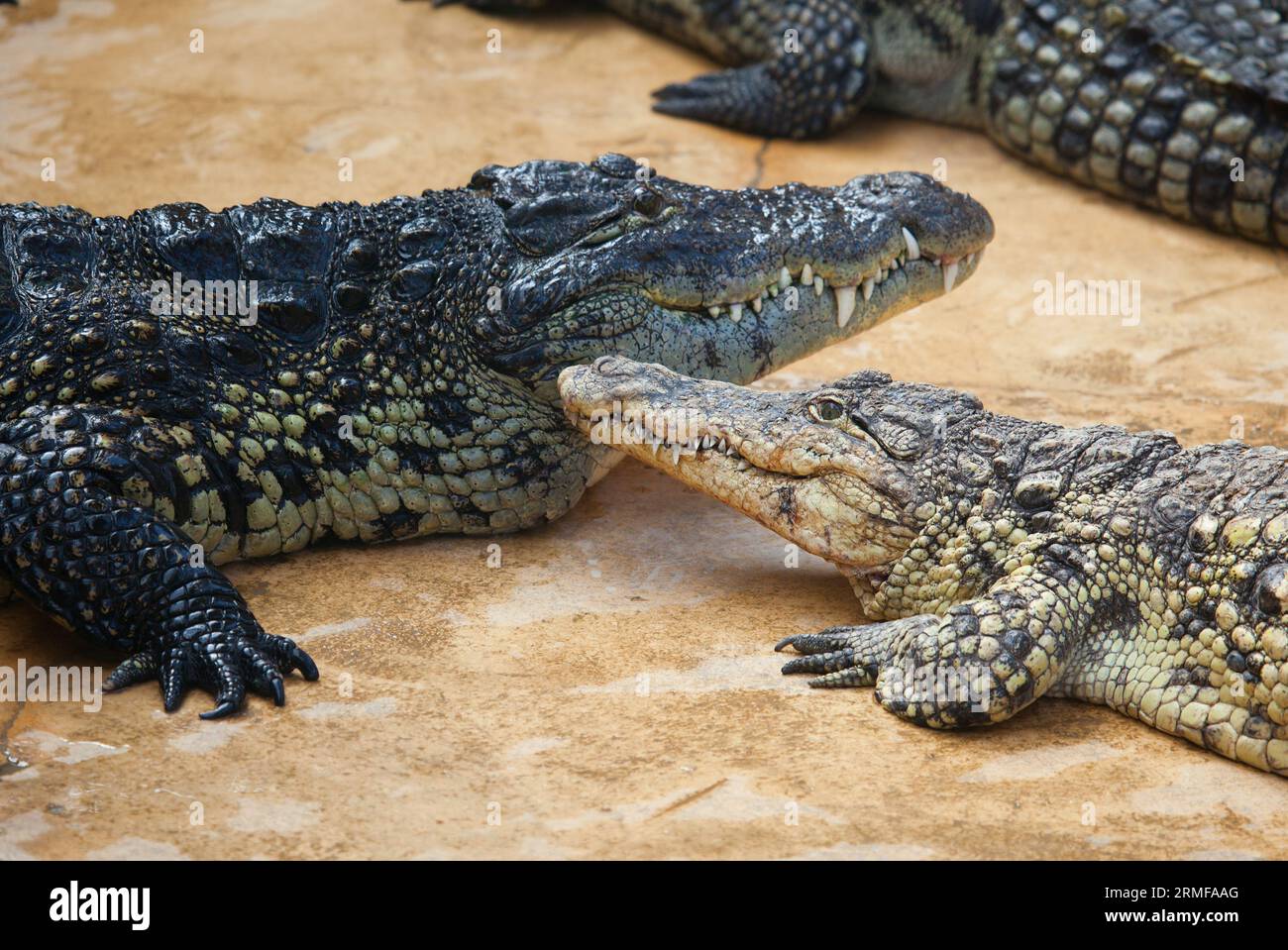 Nile crocodile with its baby Stock Photo