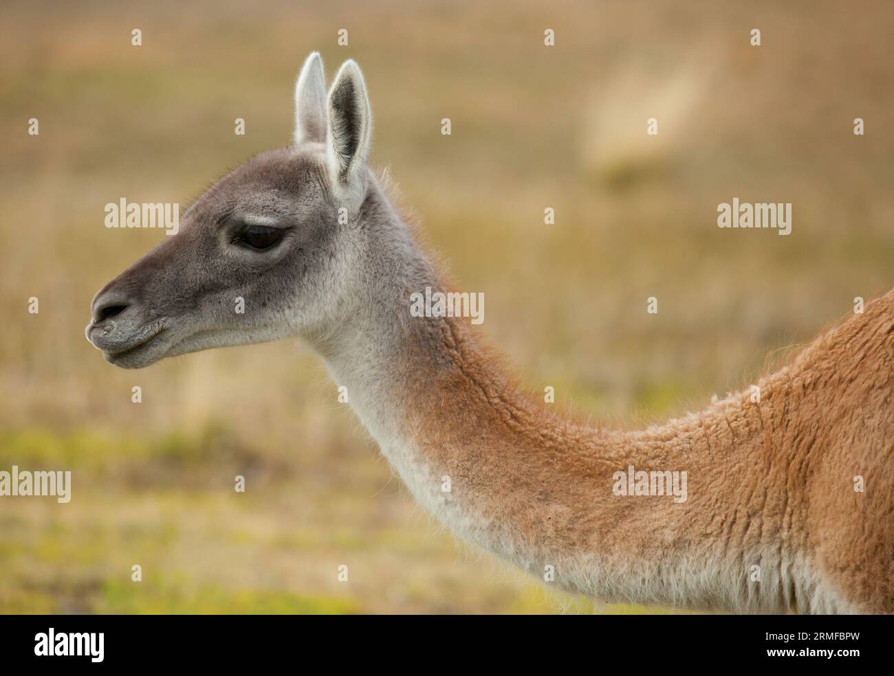 Guanaco in Torres del Paine national park, Chile, South America Stock Photo