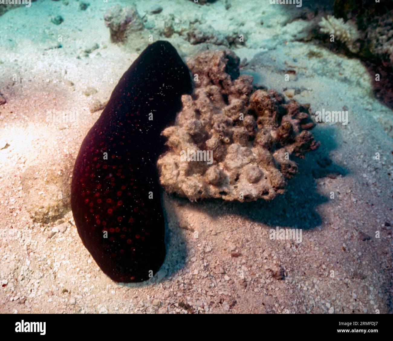 Sea cucumber (Holothuria (Mertensiothuria) fuscorubra) from the Maldives. Stock Photo