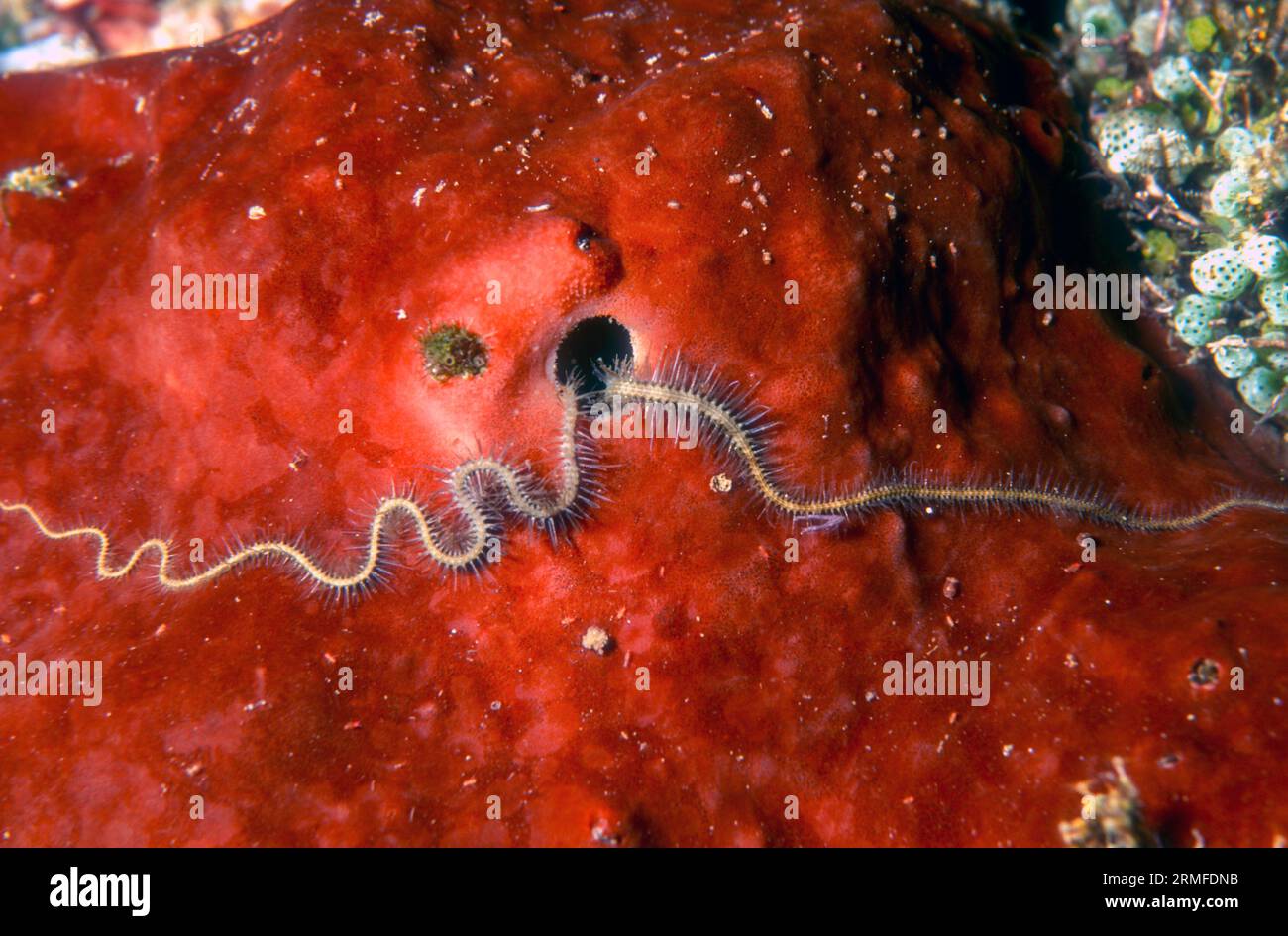 Unidentified brittlestar taking shelter inside a sponge at Bunaken NP, North Sulawesi, Indonesia. Stock Photo