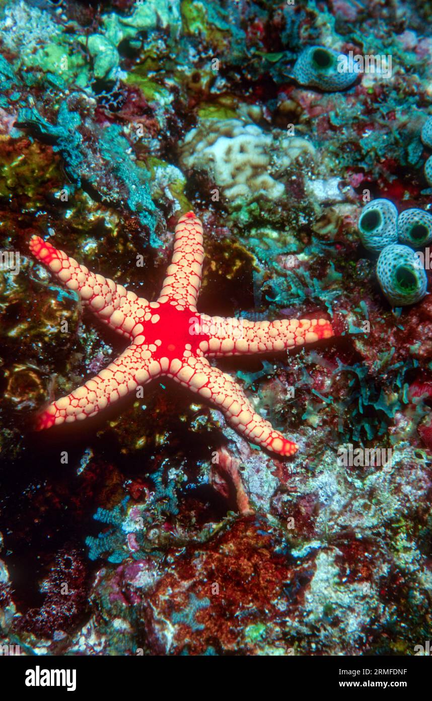 Elegant sdea star (Fromia nodosa) from the Maldives Stock Photo Alamy