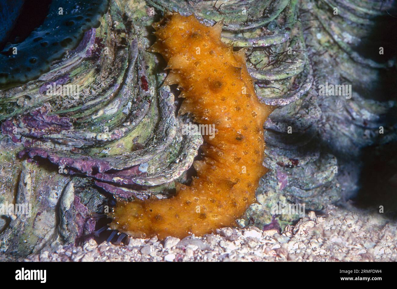 California sea cucumber (Apostichopus californicus), juvenile. Aquariumphoto. Stock Photo