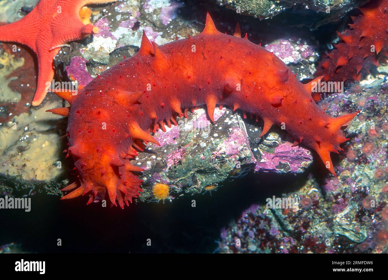 California sea cucumber (Apostichopus californicus). Aquariumphoto. Stock Photo