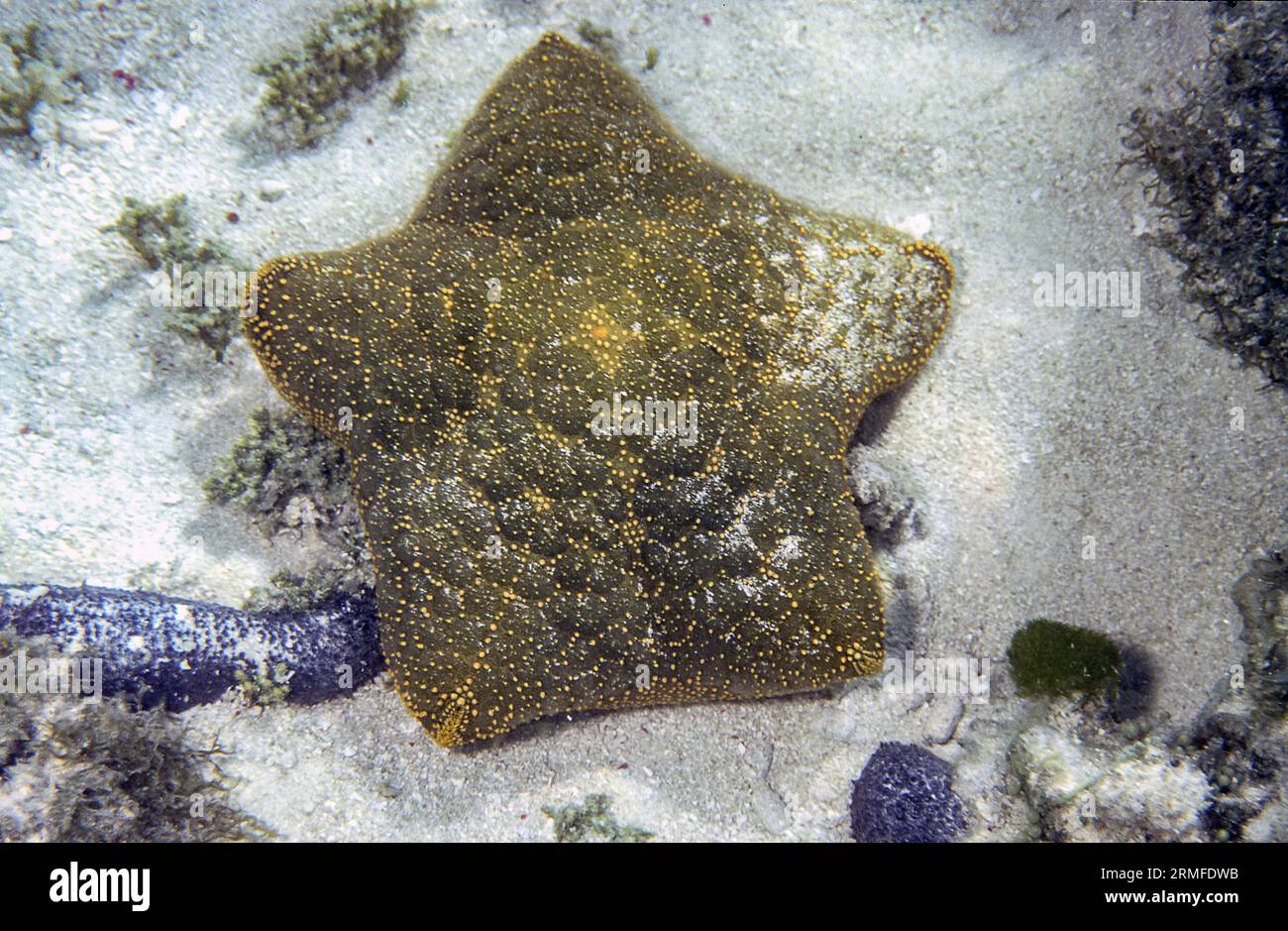 Spiny cushion star (Culcita schmideliana) from Heron Island, southern Great Barrier Reef. Stock Photo