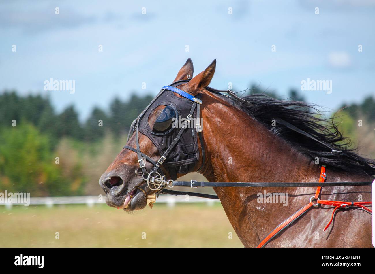 head of a horse in an equestrian competition Stock Photo