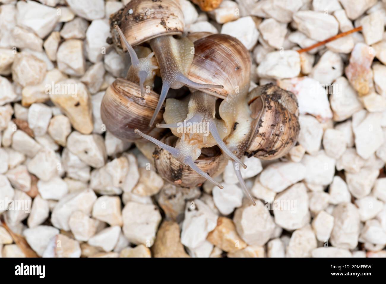 Garden Snails Attached to Each Other and clinging to each other in