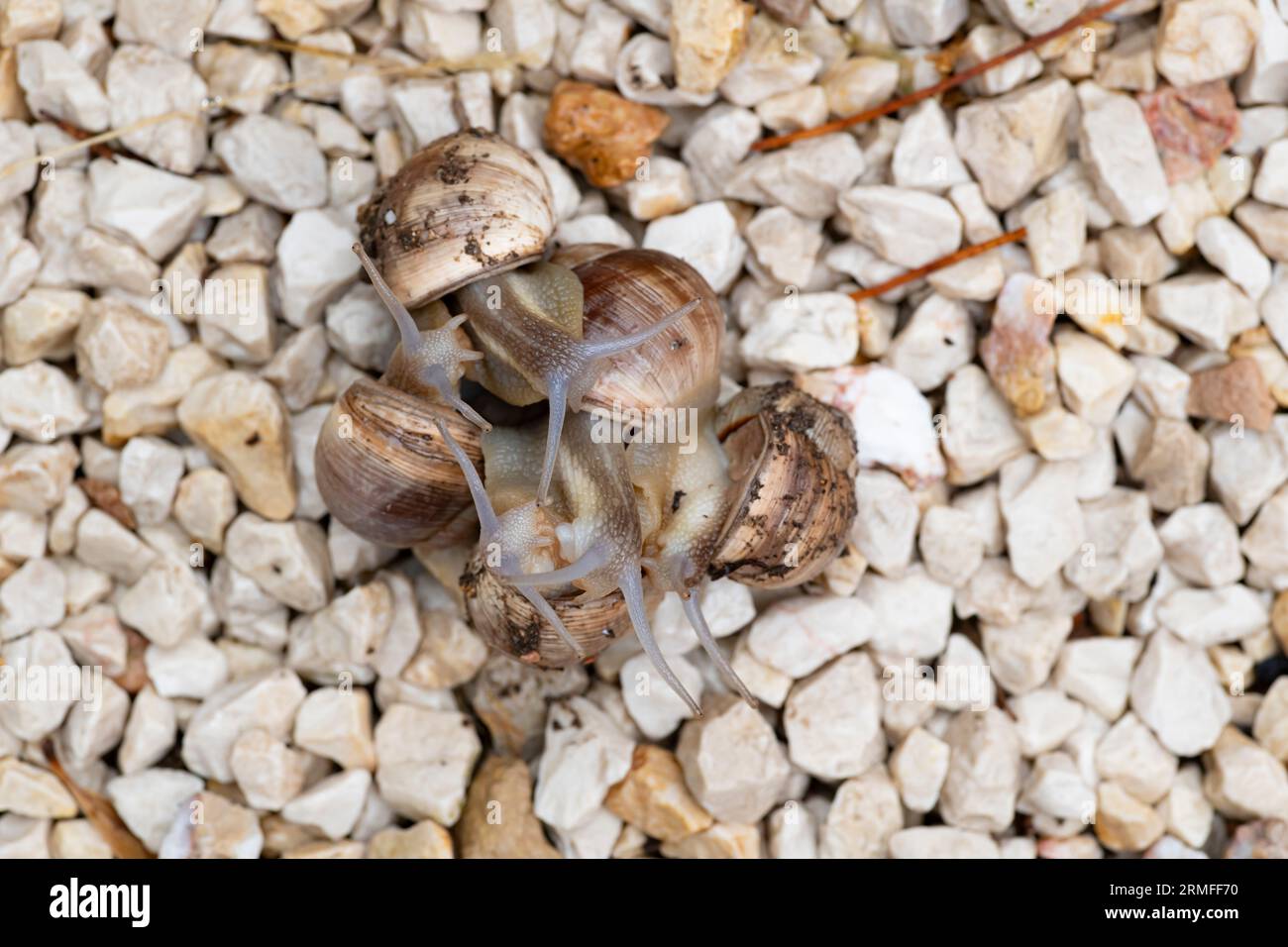 Land Snails Attached to Each Other and clinging to each other in groups