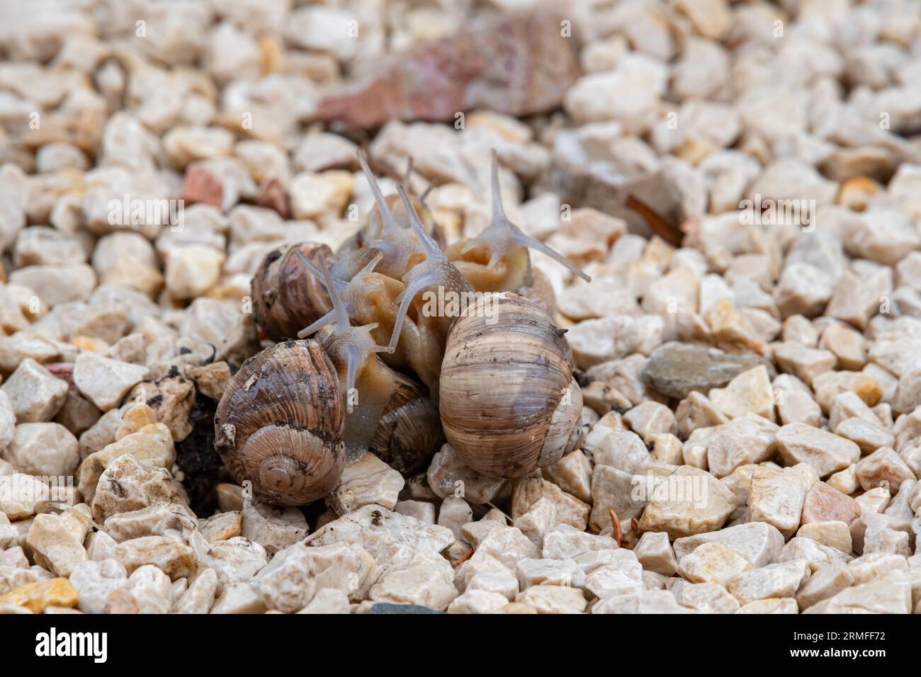 Garden Snails Attached to Each Other and clinging to each other in