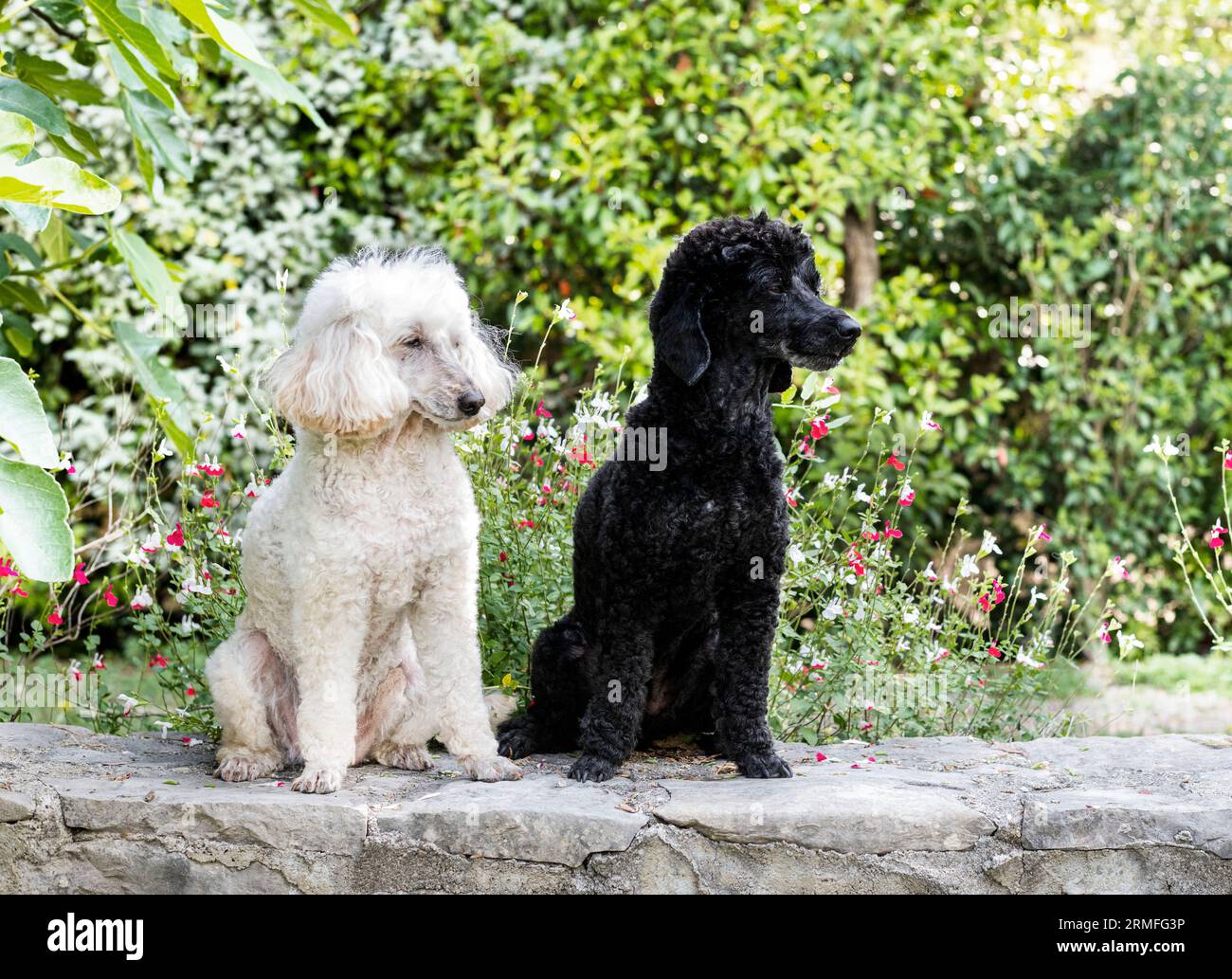 black and white poodles staying in nature, in summer Stock Photo - Alamy