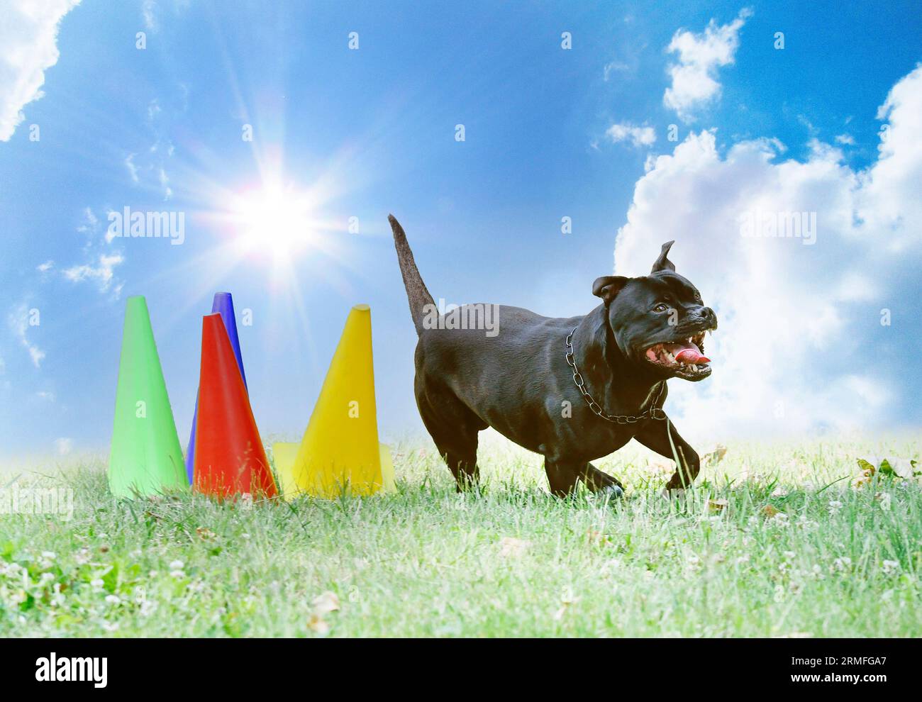 staffordshire bull terrier training  for obedience discipline Stock Photo