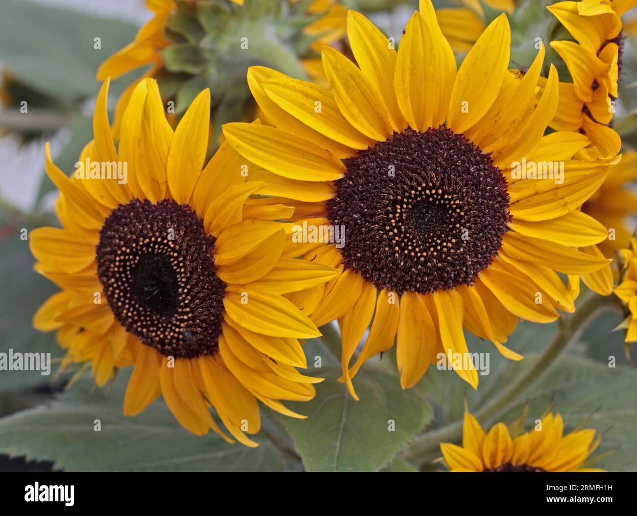 Sunflower Waooh Stock Photo